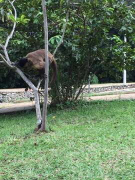 Image of Bearded Capuchin