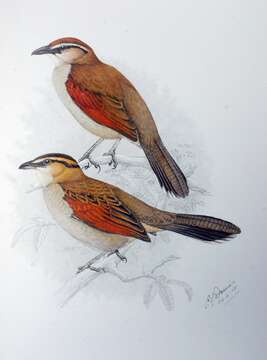 Image of Brown-crowned Tchagra