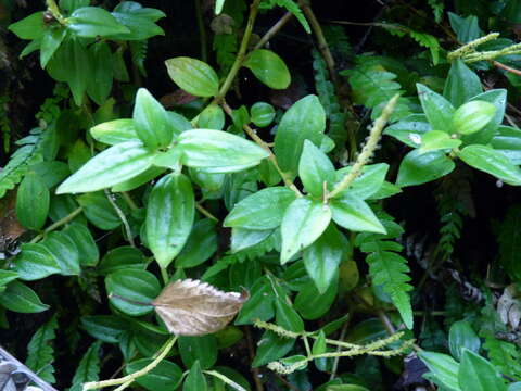 Image of Peperomia fernandeziana Miq.