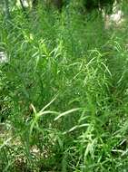 Image of tarragon