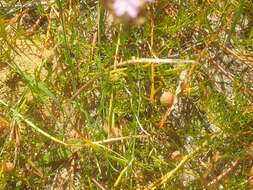 صورة Tersonia cyathiflora (Fenzl) A. S. George ex J. W. Green