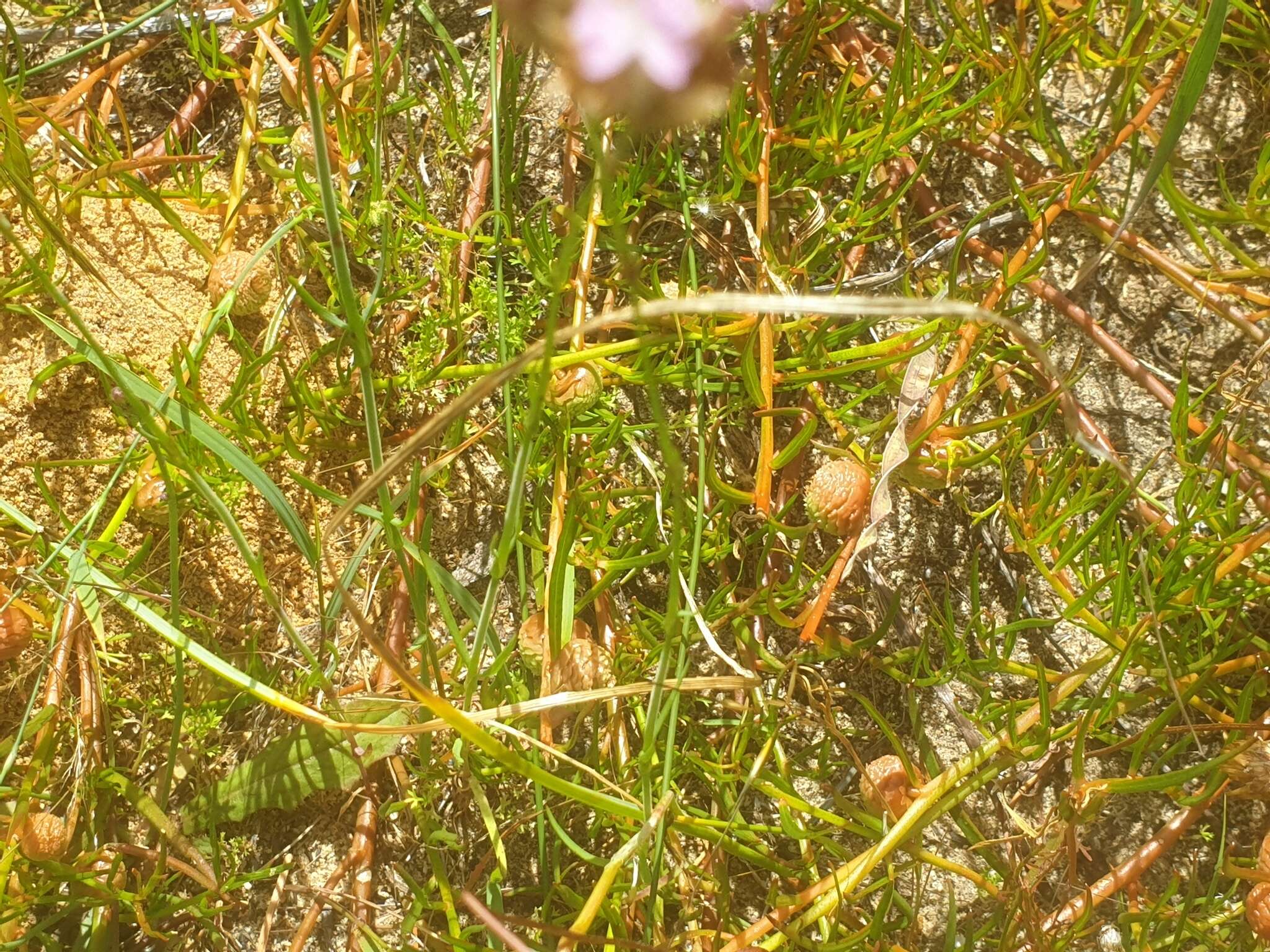 Image of Tersonia cyathiflora (Fenzl) A. S. George ex J. W. Green