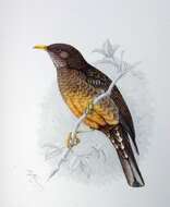 Image of thrushes