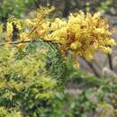 Imagem de Caesalpinia vernalis Benth.