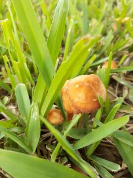 Image de Marasmius vagus