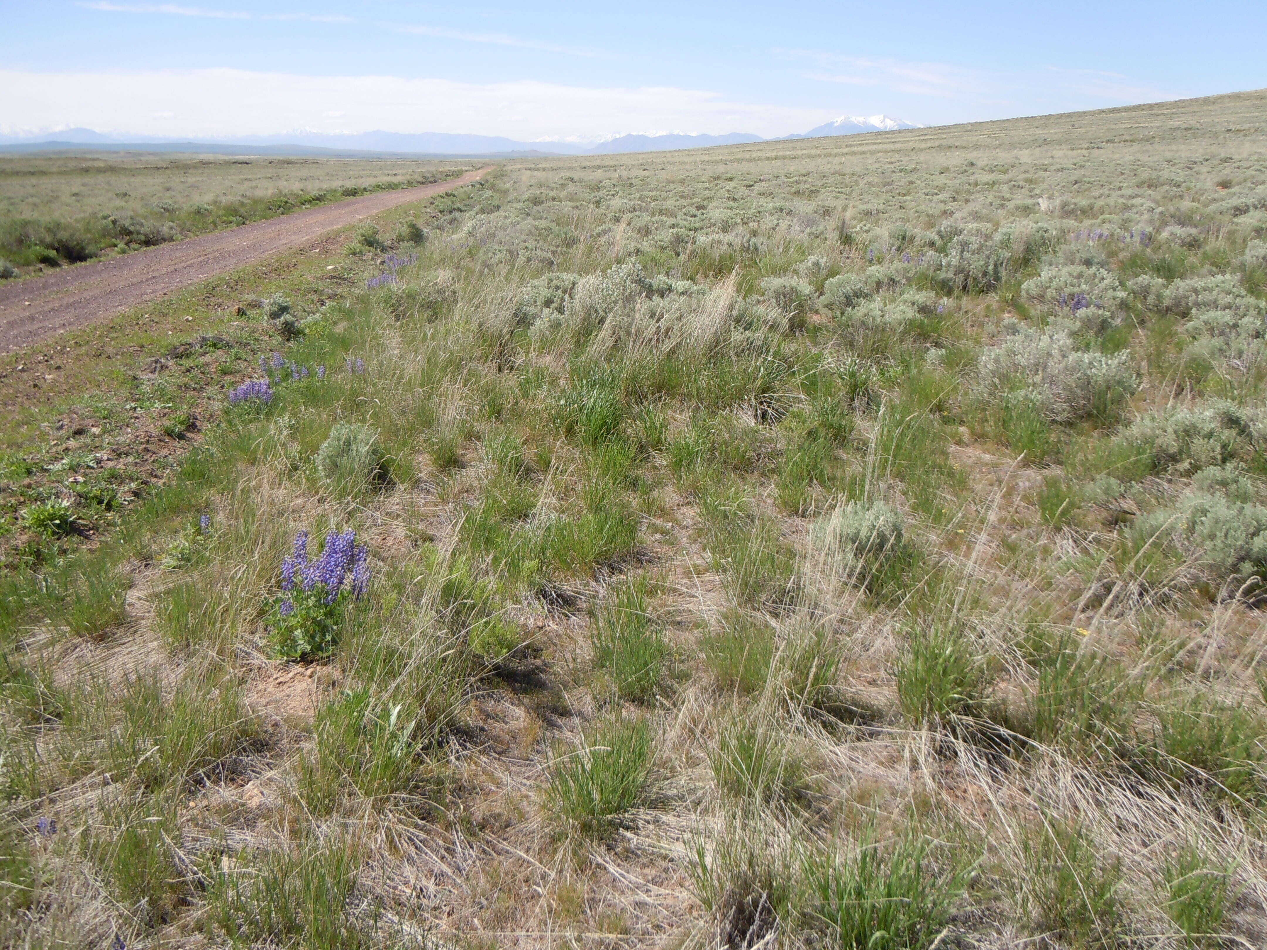 Image of threetip sagebrush