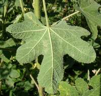 Image of Alcea rugosa Alef.