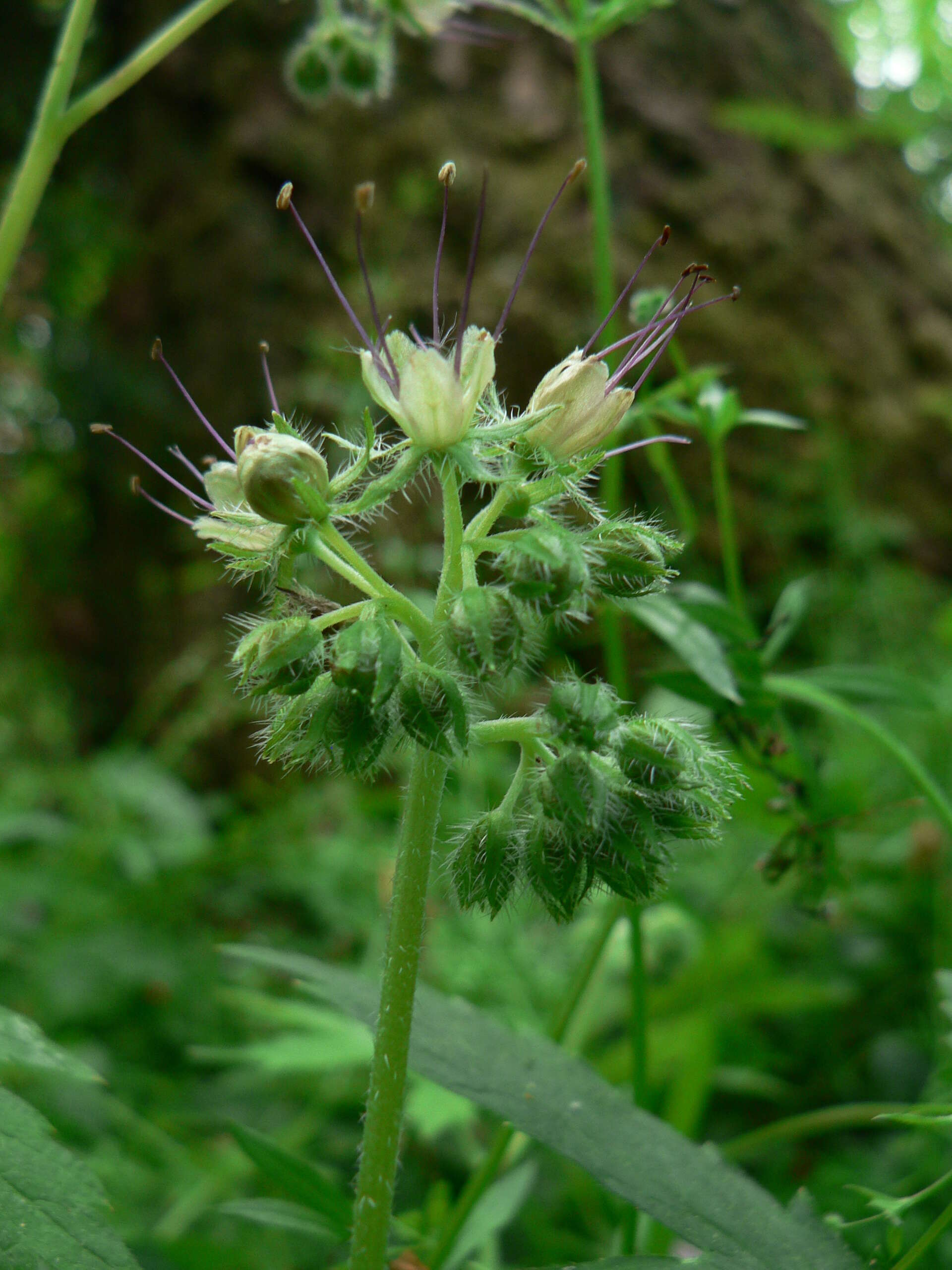 Image of Pacific waterleaf