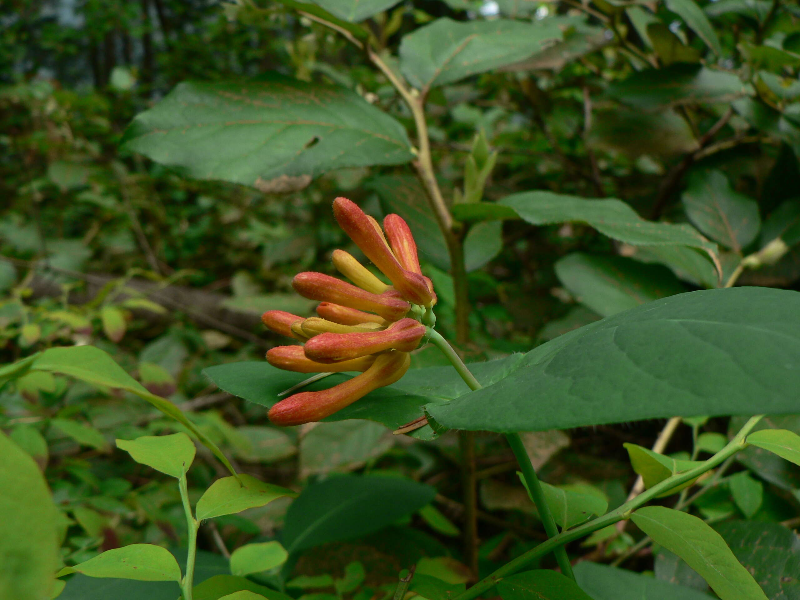 Image of Orange Honeysuckle