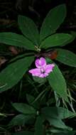 Imagem de Impatiens firmula Baker