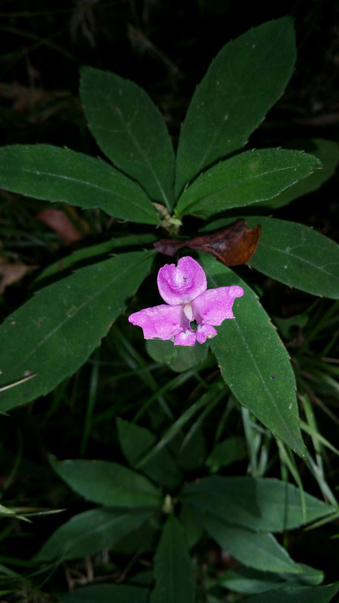 Image of Impatiens firmula Baker