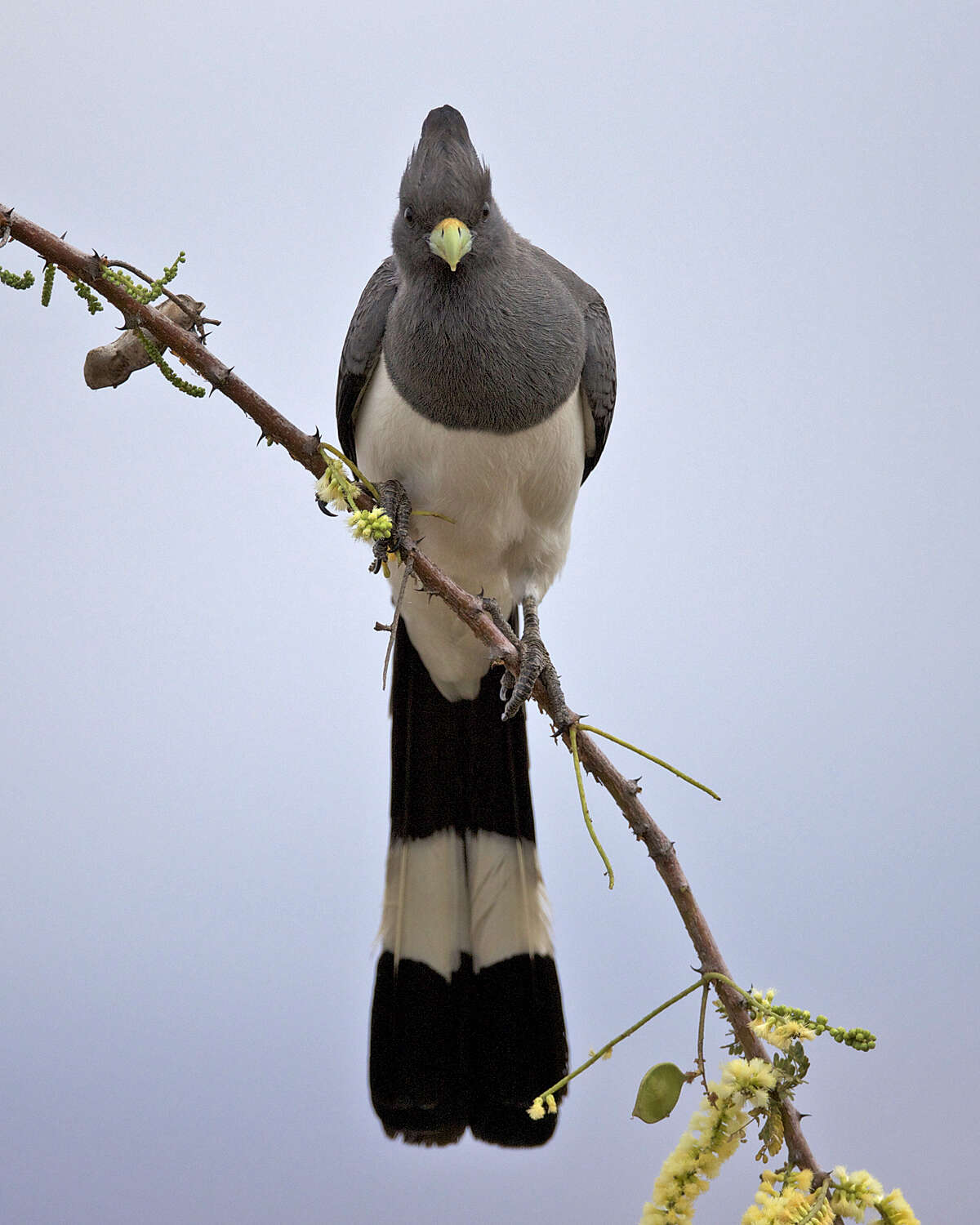 Image of White-bellied Go-away-bird