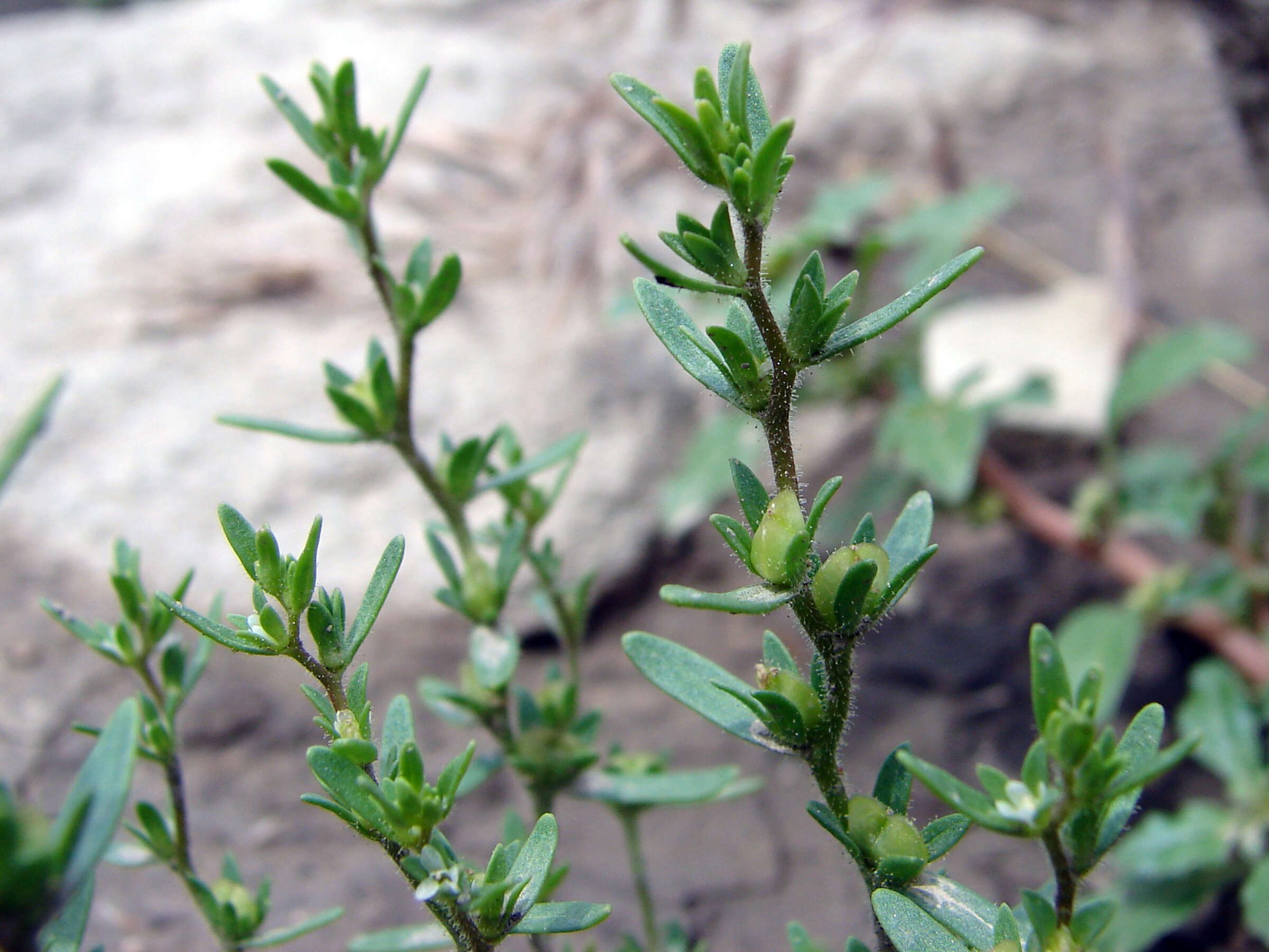 Image of american speedwell