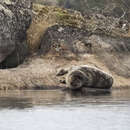 Image of Saimaa Ringed Seal