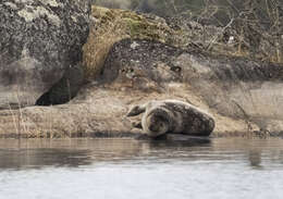 Image of Saimaa Ringed Seal