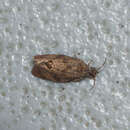 Image of Moth