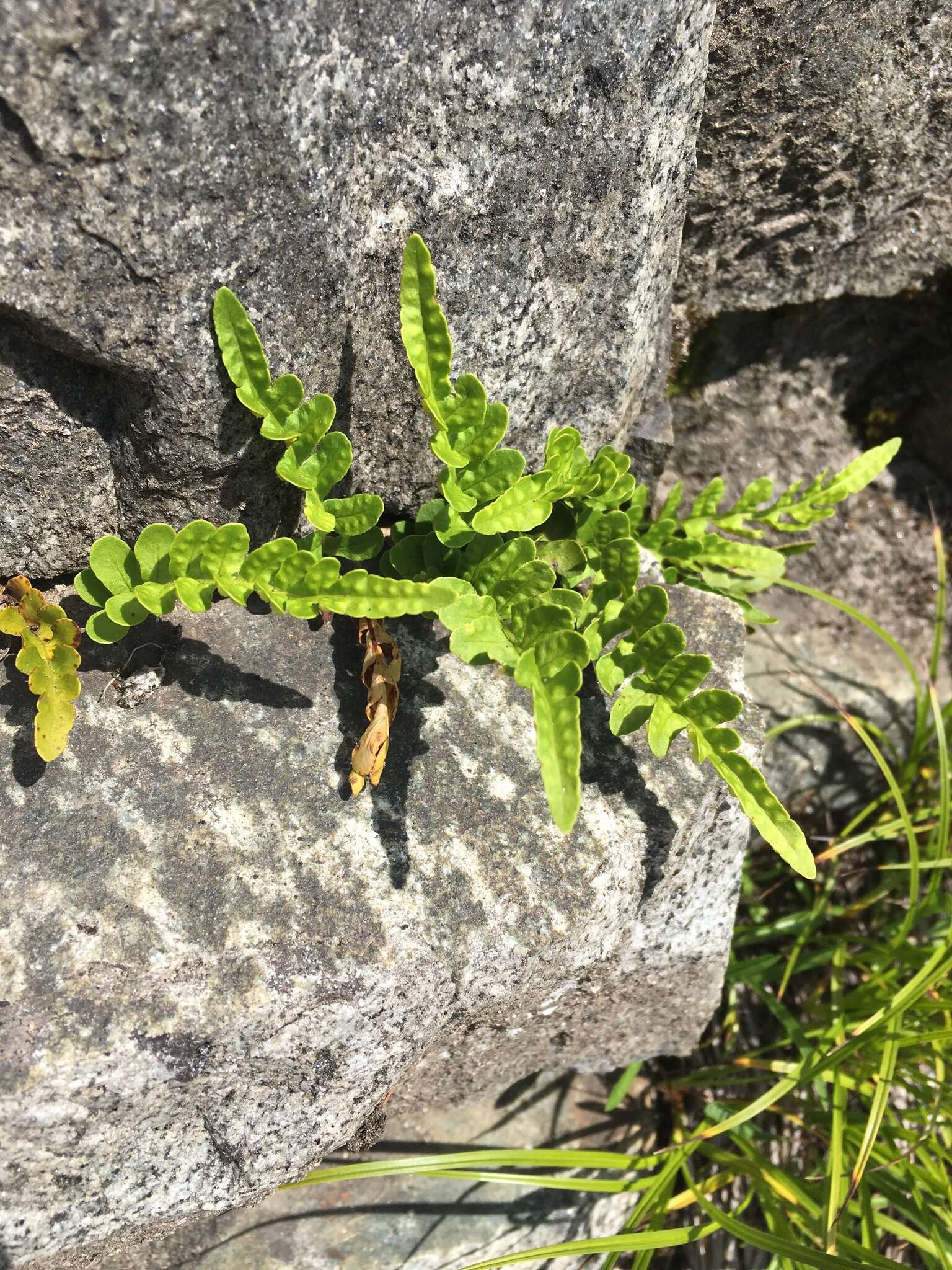 Polypodium amorphum Suksdorf的圖片