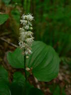 Imagem de Maianthemum dilatatum (Alph. Wood) A. Nelson & J. F. Macbr.