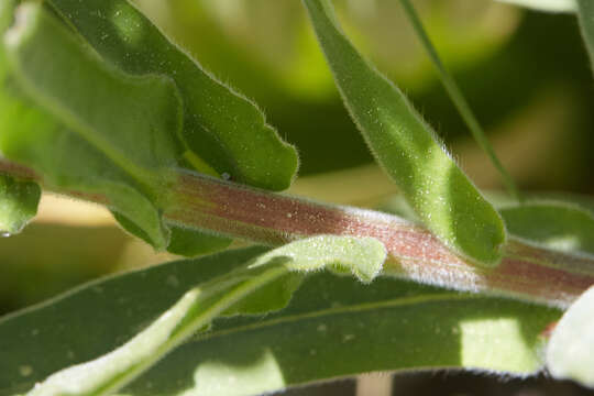 Image of velvet stickseed