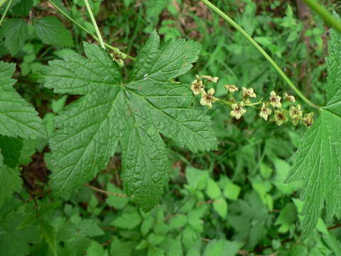 Image of stink currant