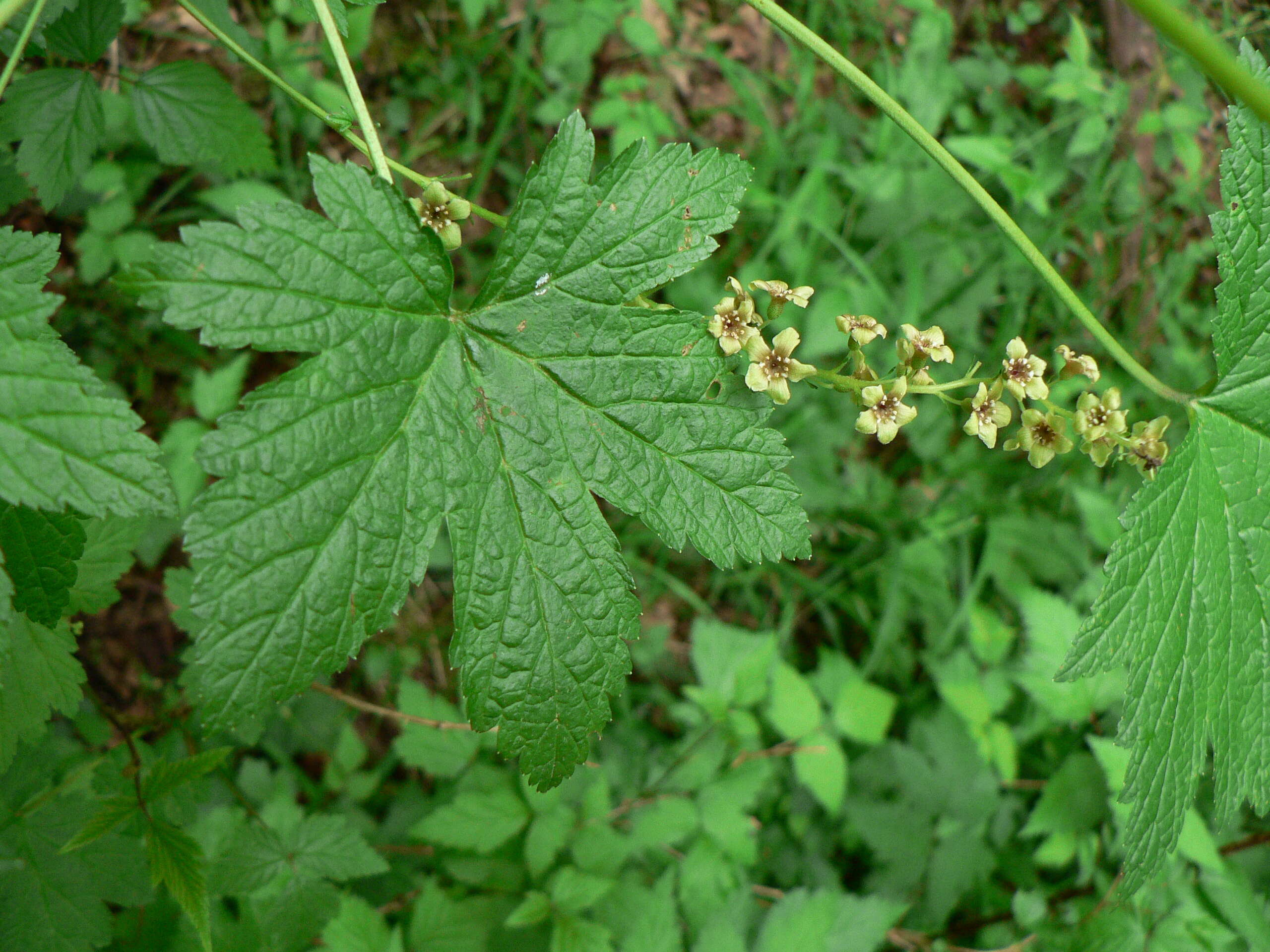 Sivun Ribes bracteosum Dougl. ex Hook. kuva