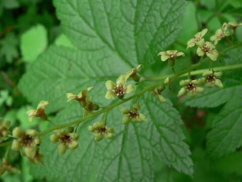 Image of stink currant