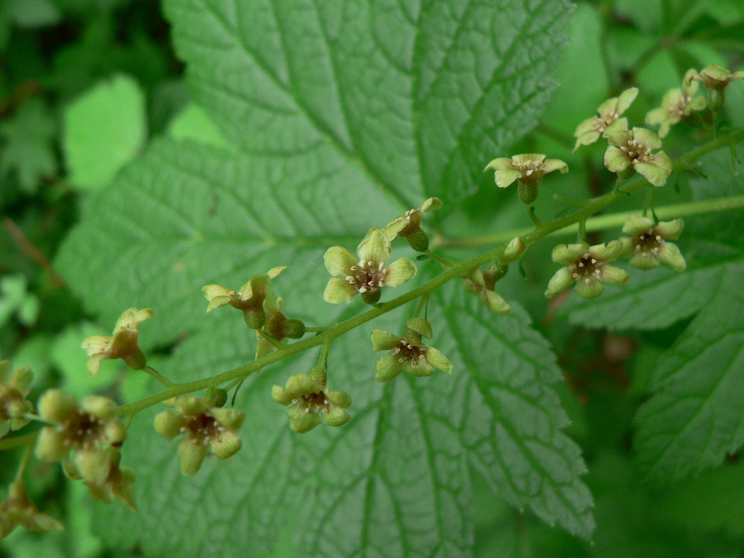 Sivun Ribes bracteosum Dougl. ex Hook. kuva