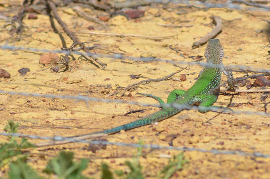 Image of Amazon Racerunner