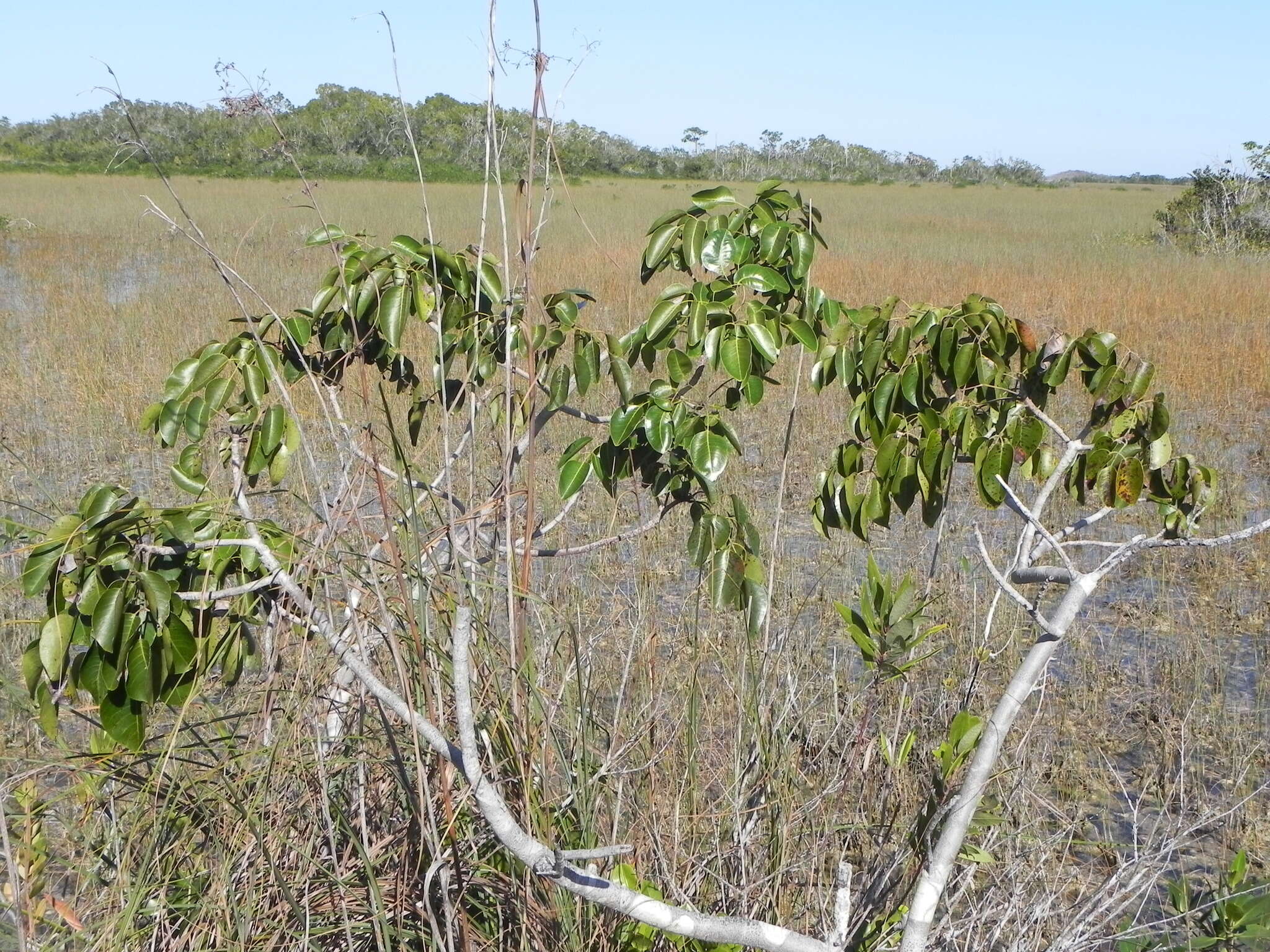 Image of Florida poisontree