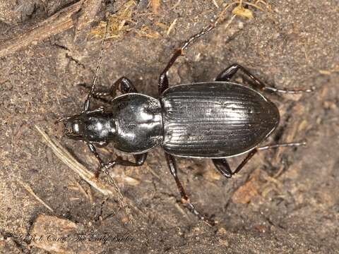 Image of Pterostichus (Bothriopterus) adstrictus Eschscholtz 1823