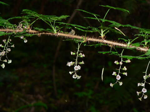 Image of prickly currant