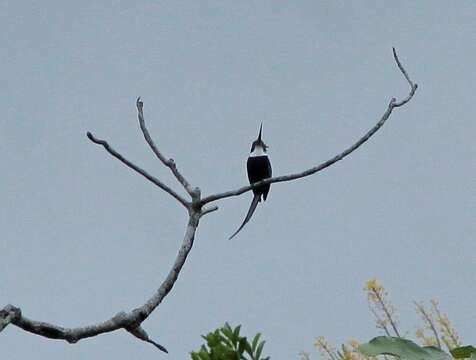 Image of Paradise Jacamar