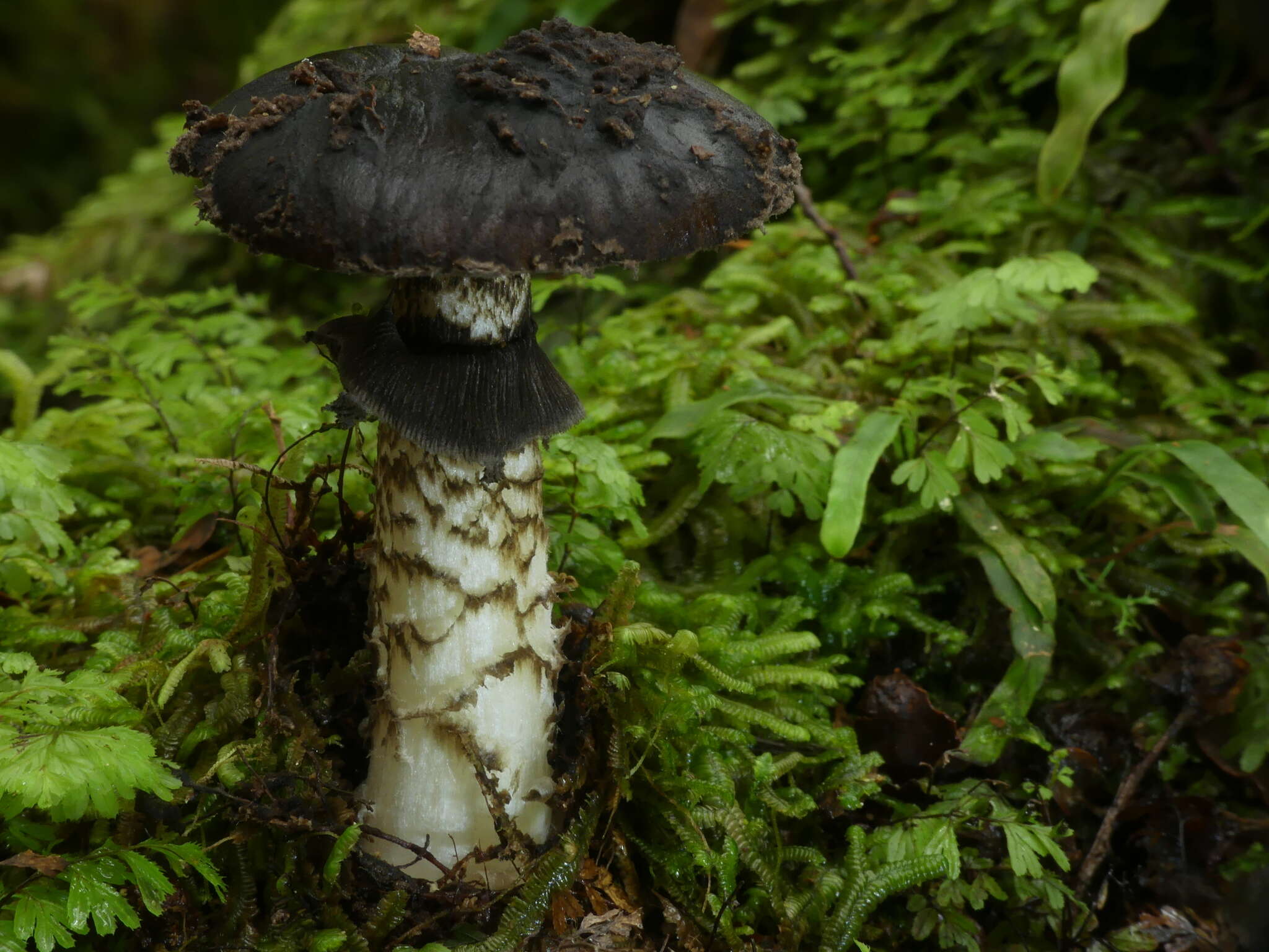 Image of Amanita nigrescens G. Stev. 1962