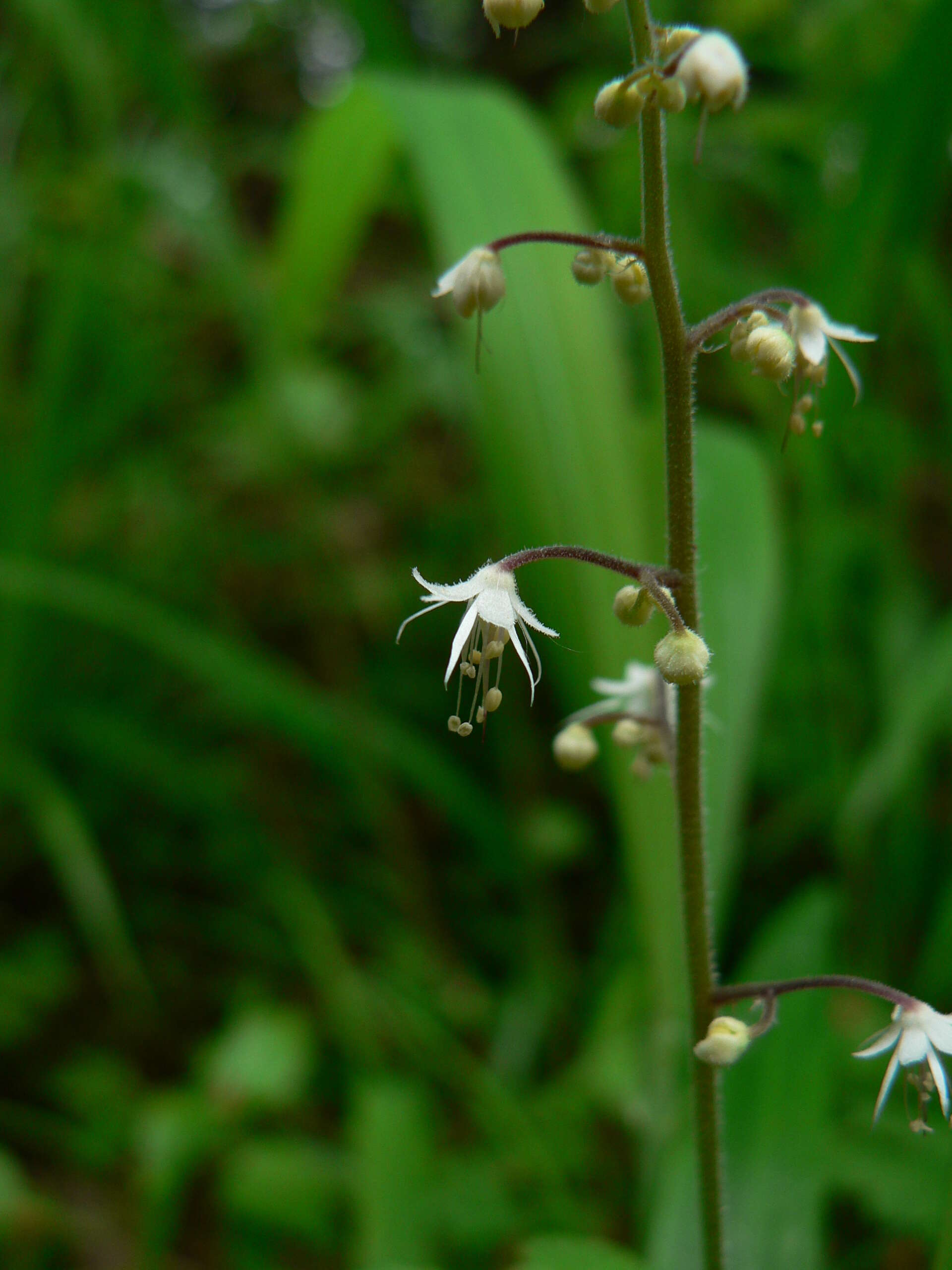 Image of Foamflower