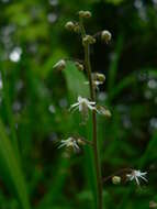 Image of threeleaf foamflower