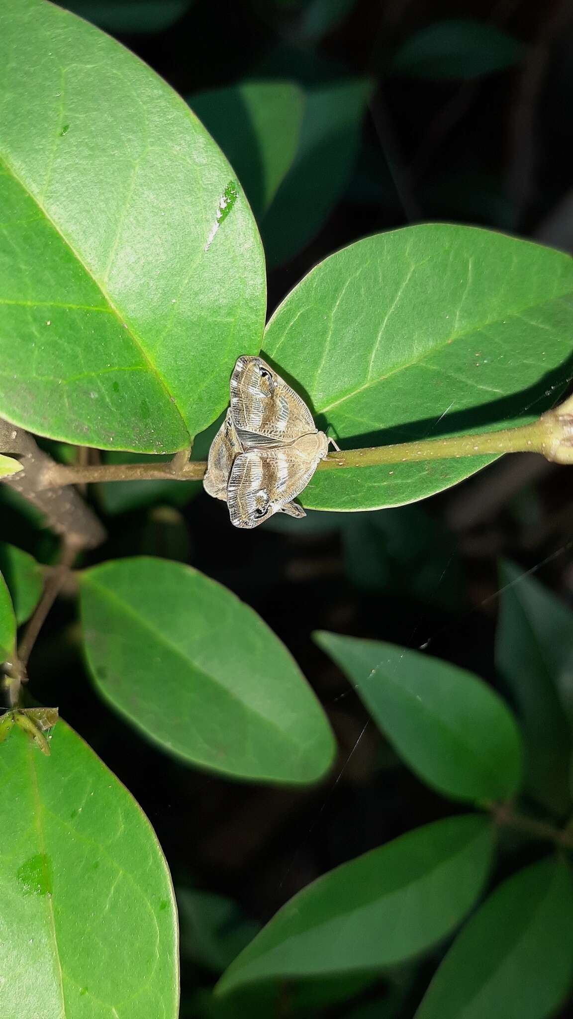 Image of Orosanga japonica (Melichar 1898)