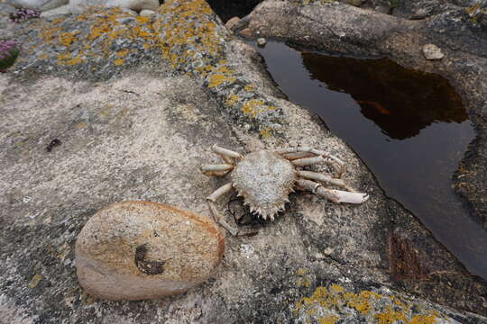 Image de araignée de l'Atlantique