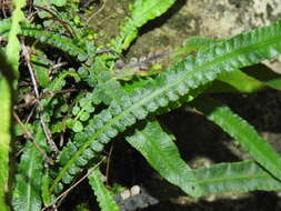 Image of Asplenium attenuatum R. Br.