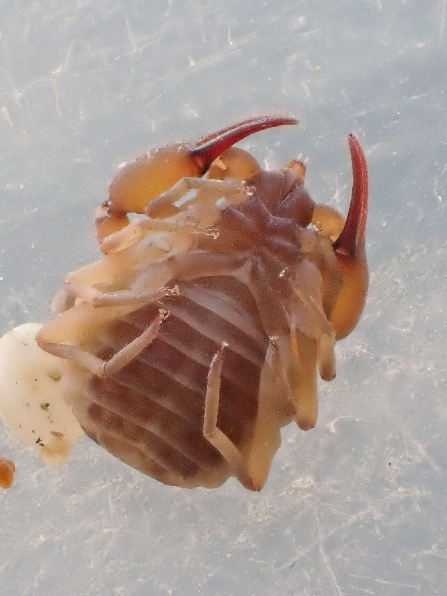 Image of Anchigarypus californicus (Banks 1909)