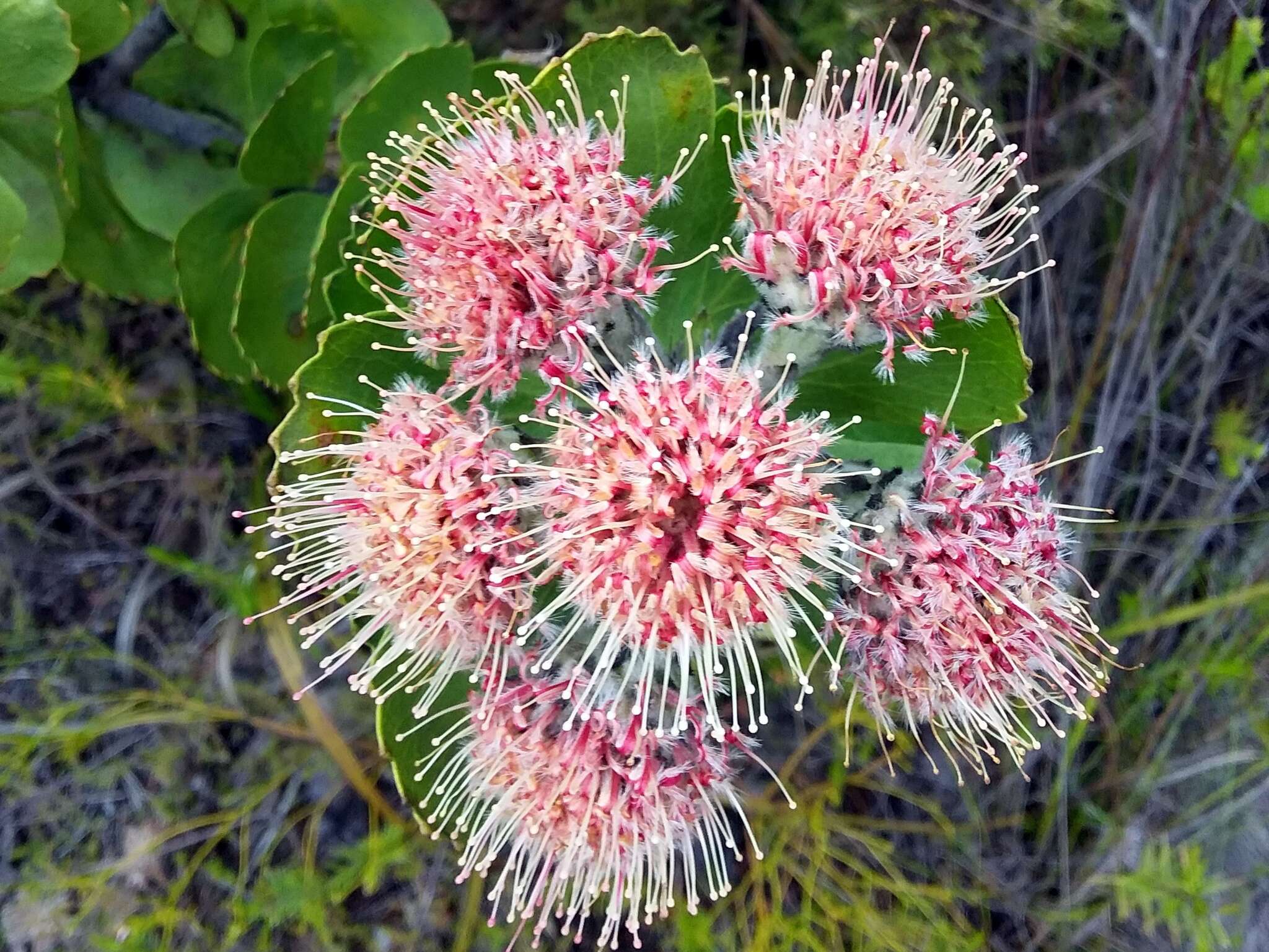 Plancia ëd Leucospermum winteri J. P. Rourke