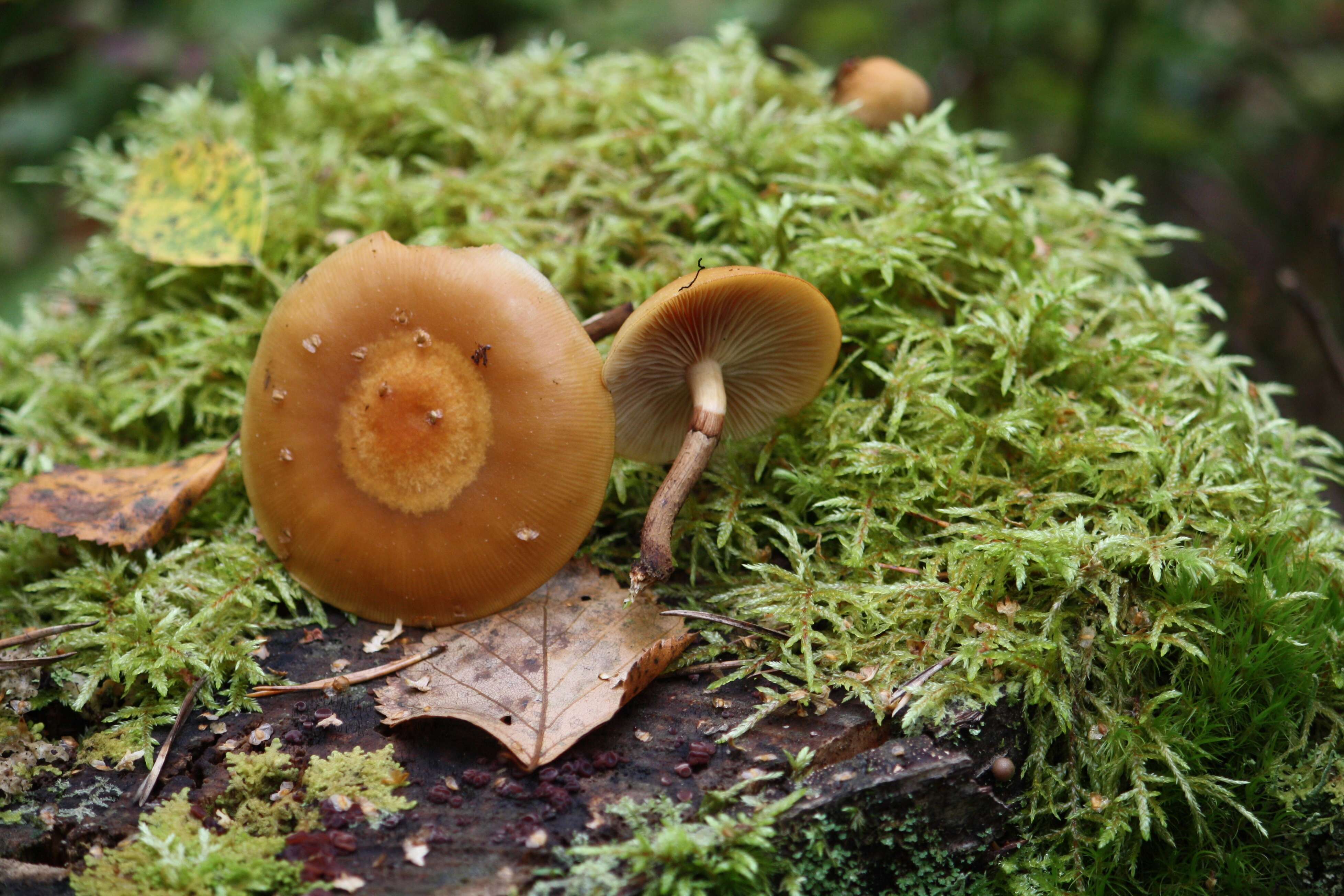 Imagem de Kuehneromyces mutabilis (Schaeff.) Singer & A. H. Sm. 1946