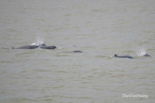 Image of Snubfin Dolphins