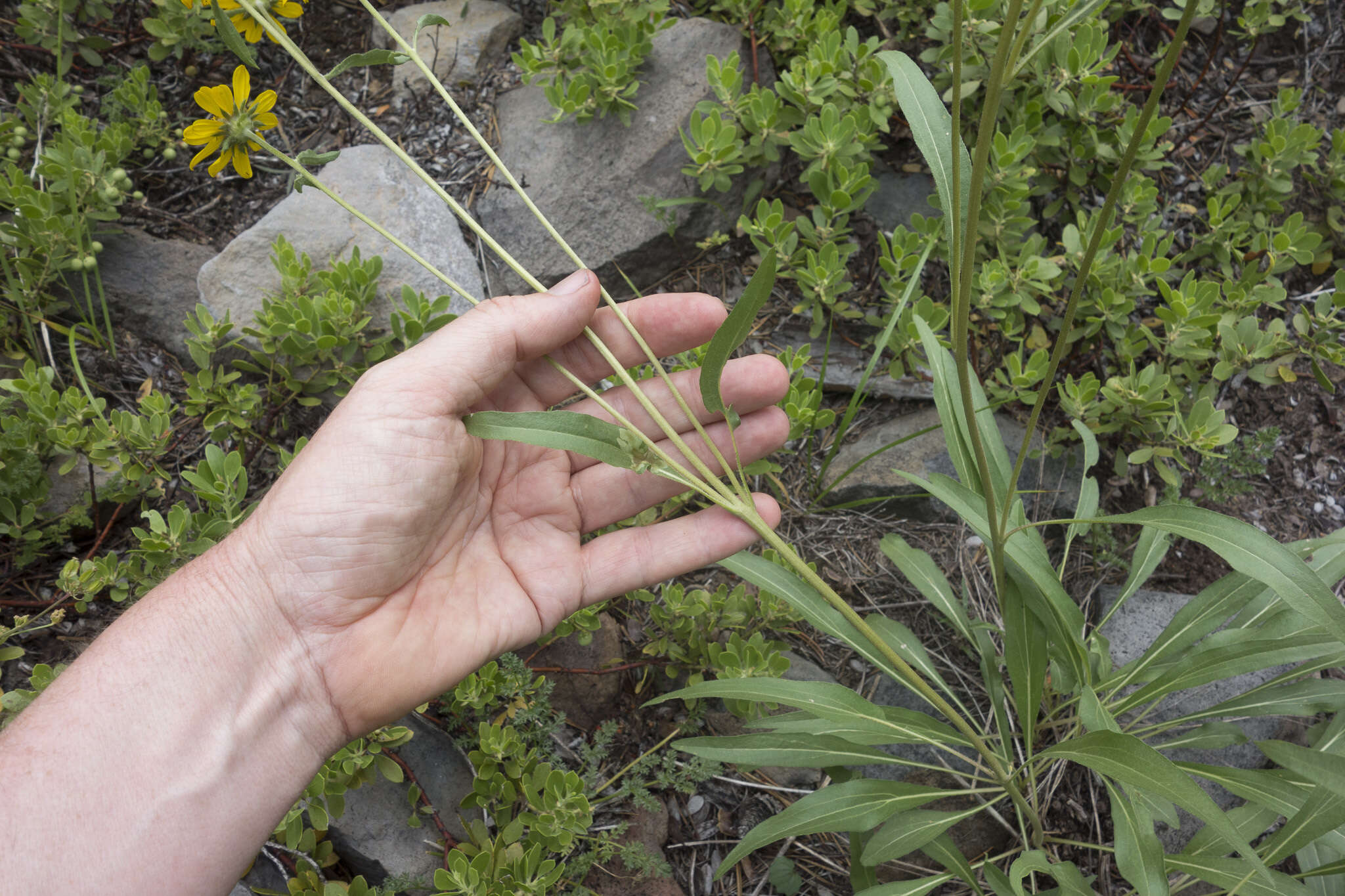 Image of Nevada helianthella