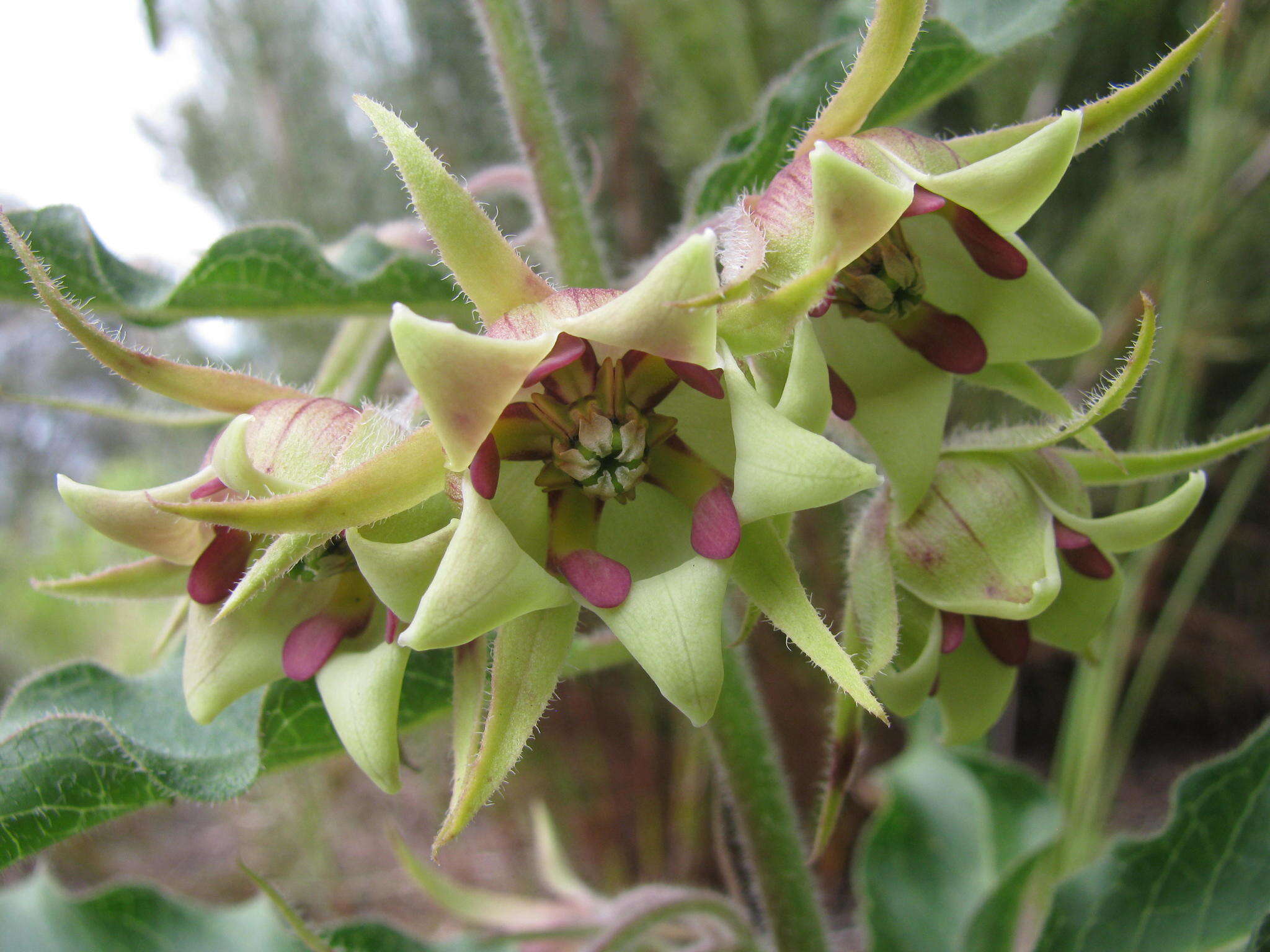 Image of Pachycarpus dealbatus E. Mey.