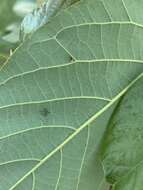 Image of Avocado lace bug