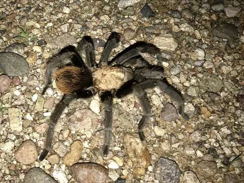 Image of Desert Blond Tarantula