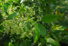 Imagem de Lydenburgia cassinoides N. Robson