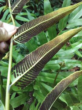 Image of Lattice-Vein Fern