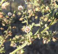 Plancia ëd Hermannia glanduligera K. Schum ex Schinz