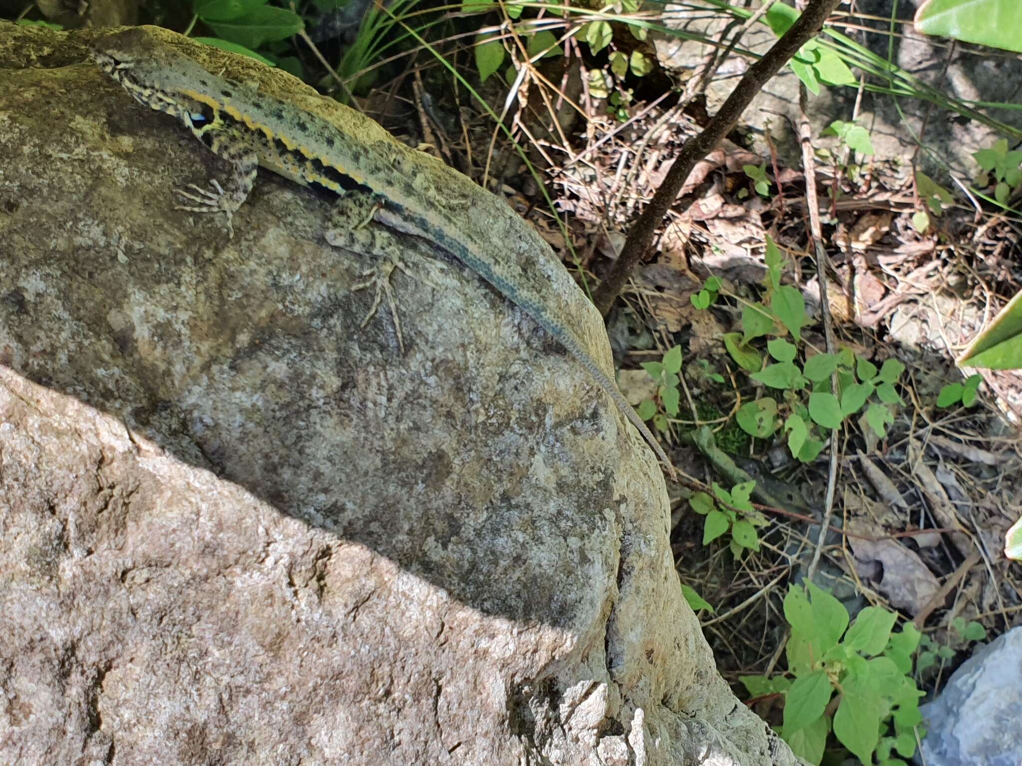 Image of Bluebelly Lizard